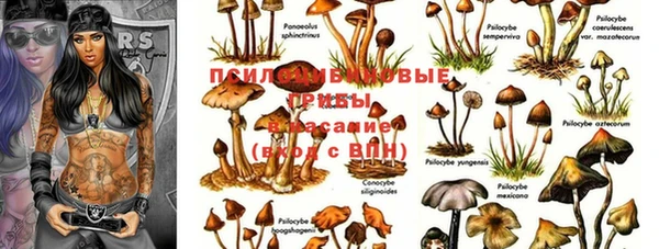 ГАЛЛЮЦИНОГЕННЫЕ ГРИБЫ Арсеньев